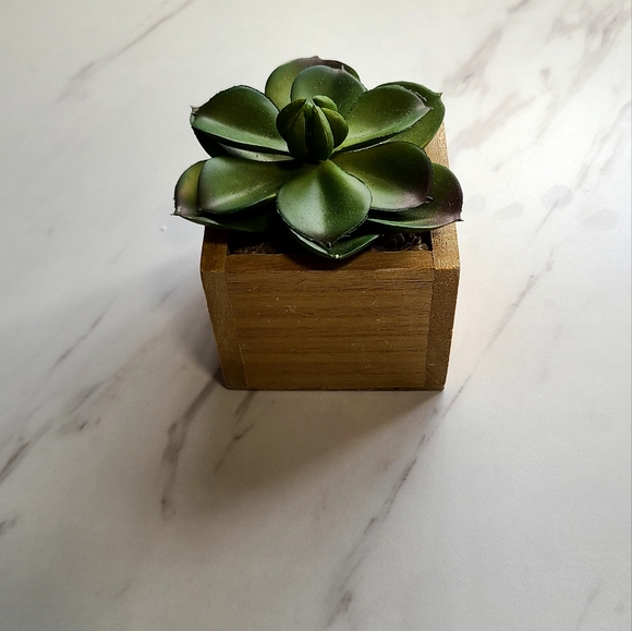 Plant decor bundle! - Picture 1 of 3